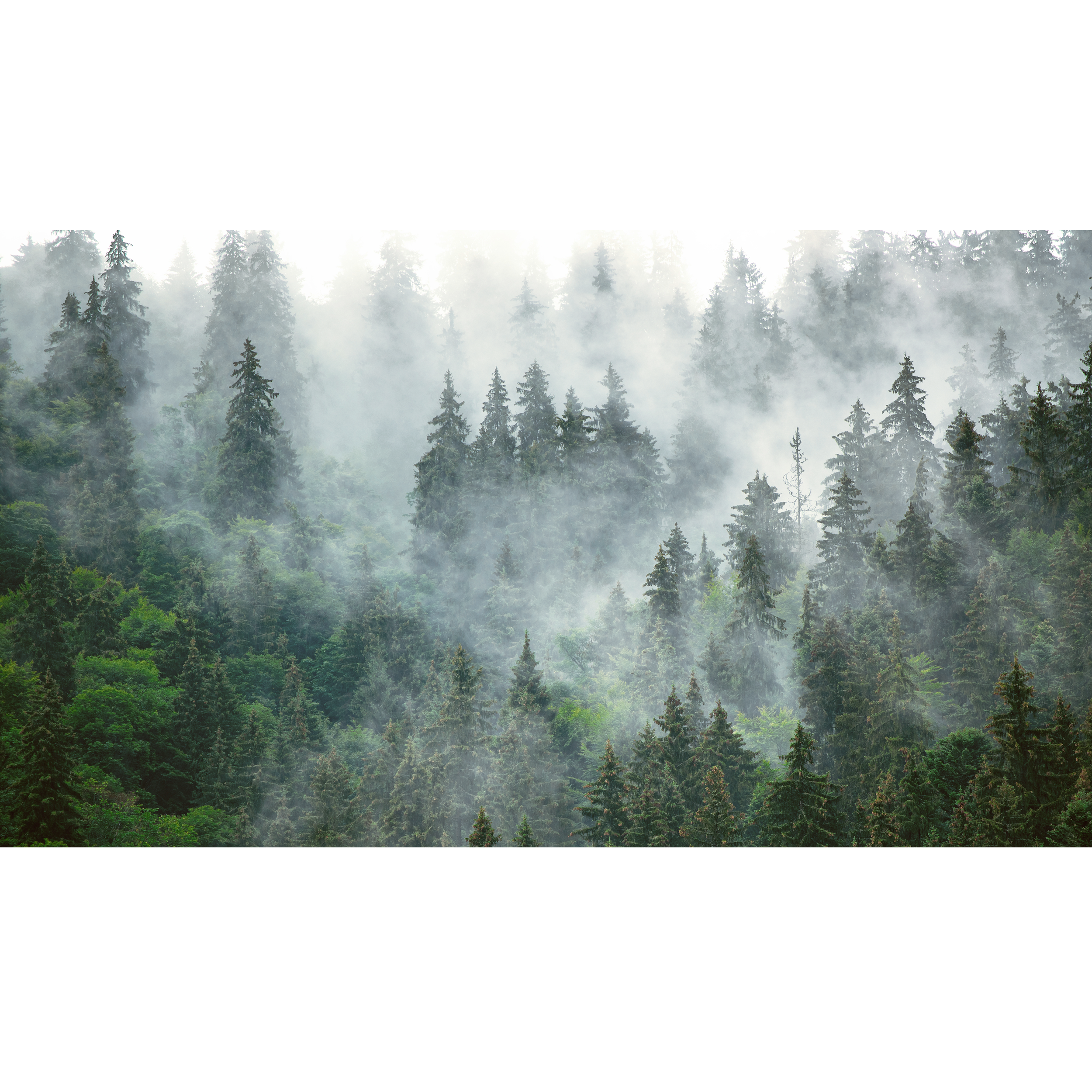Mural Forest las we mgle 500 x 280 cm struktura Art