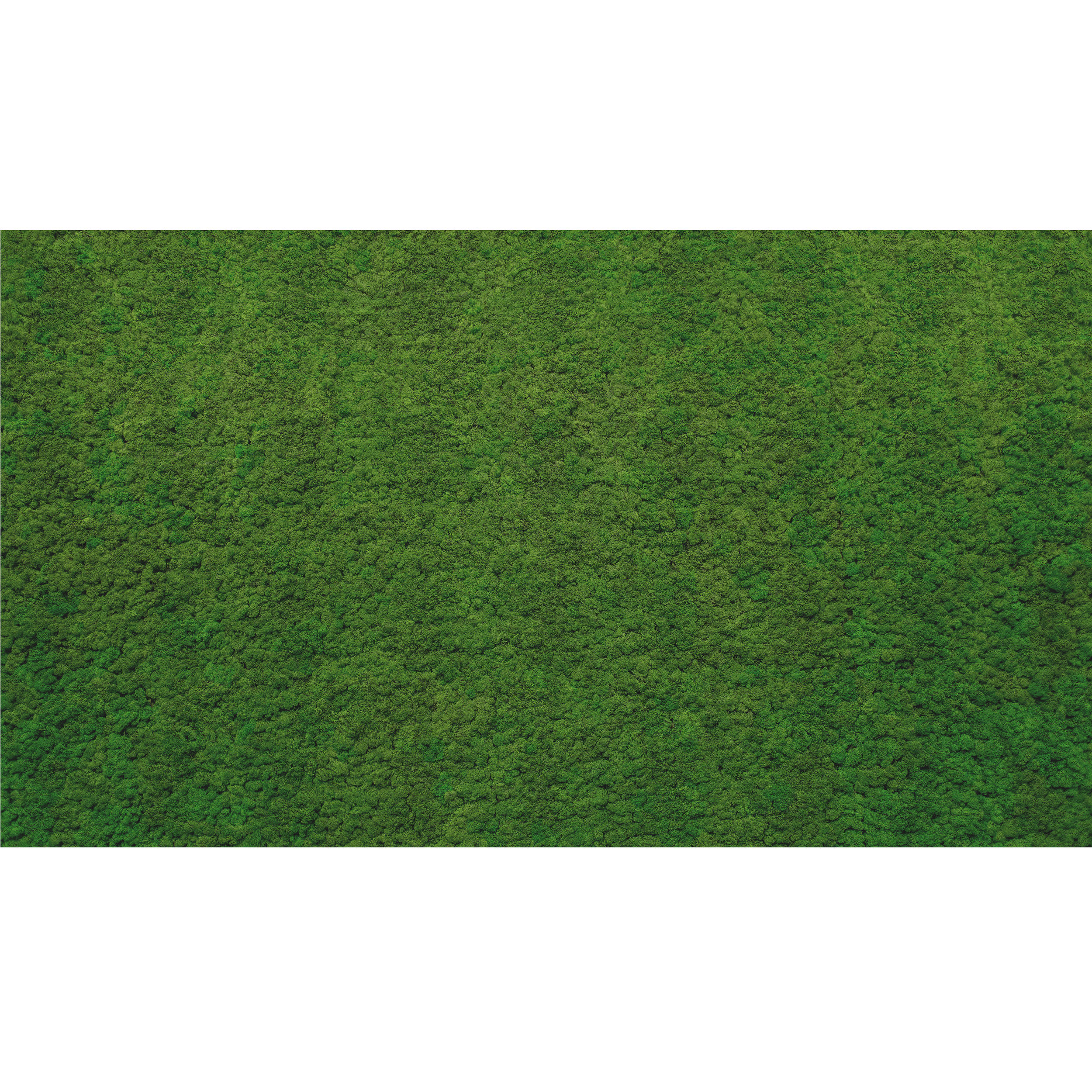 Mural Moss zielona ściana 500 x 280 cm struktura Art