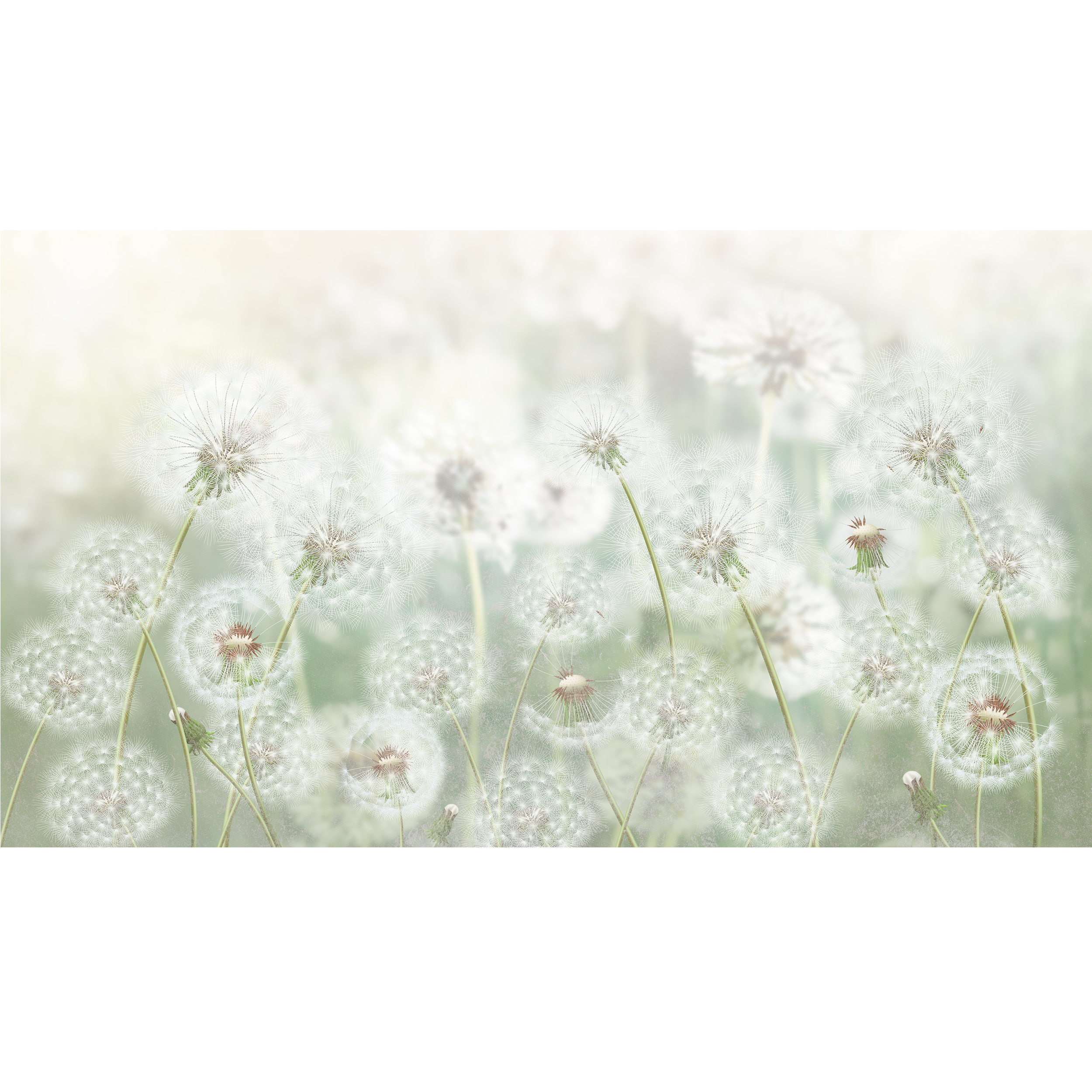 Mural Meadow dmuchawce 500 x 280 cm struktura Art