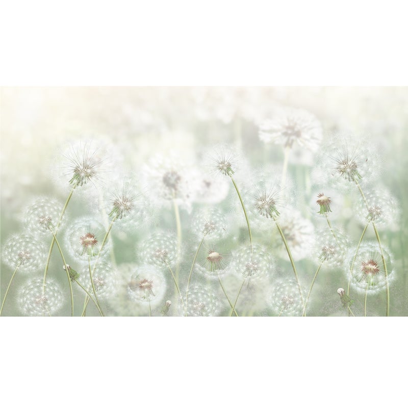 Mural Meadow dmuchawce 500 x 280 cm struktura Art