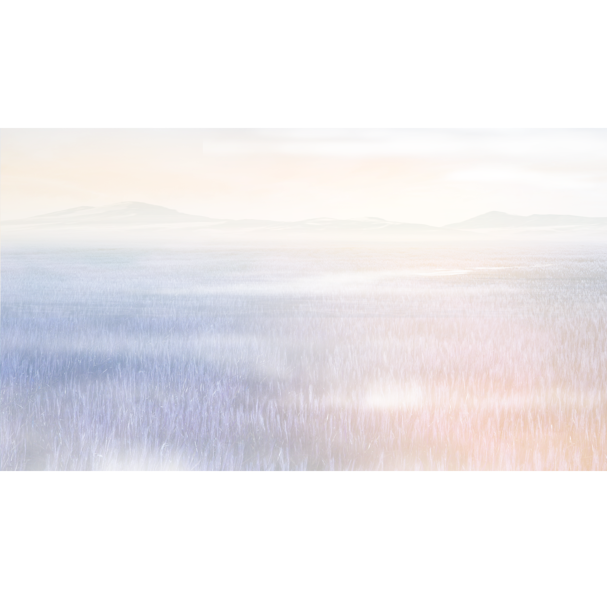 Mural Lavender pola lawendy 500 x 280 cm struktura Art