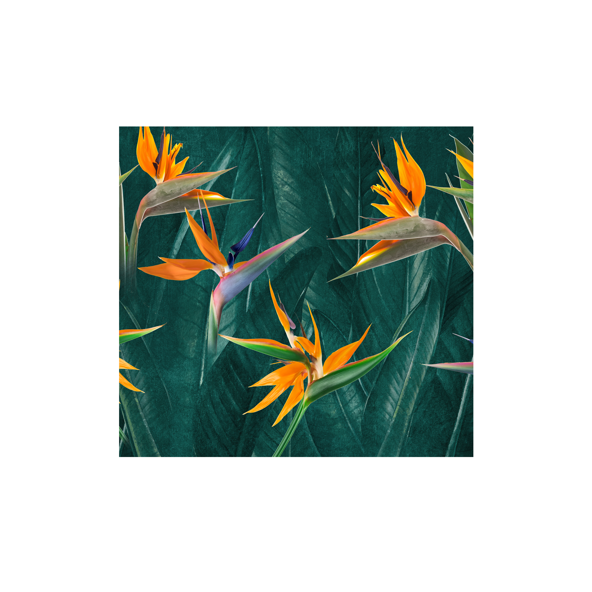 Mural Strelitzia egzotyczne kwiaty 300 x 280 cm struktura Art