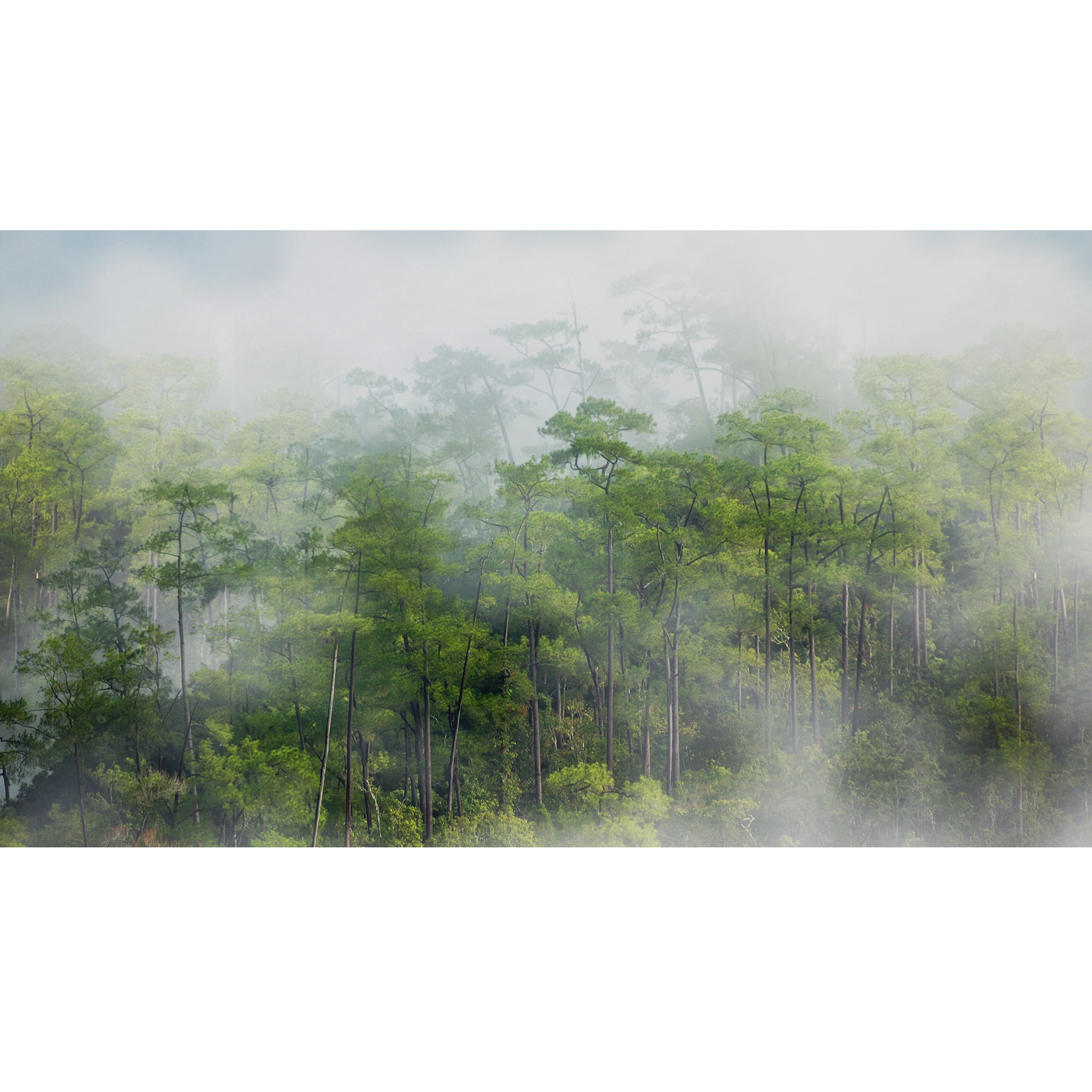 Mural Rain Deszczowy Las 500 x 280 cm delikatna struktura