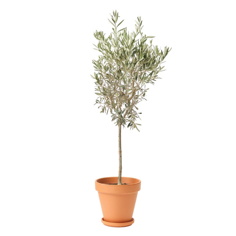 Doniczka terakotowa Gobi 29cm Geolia