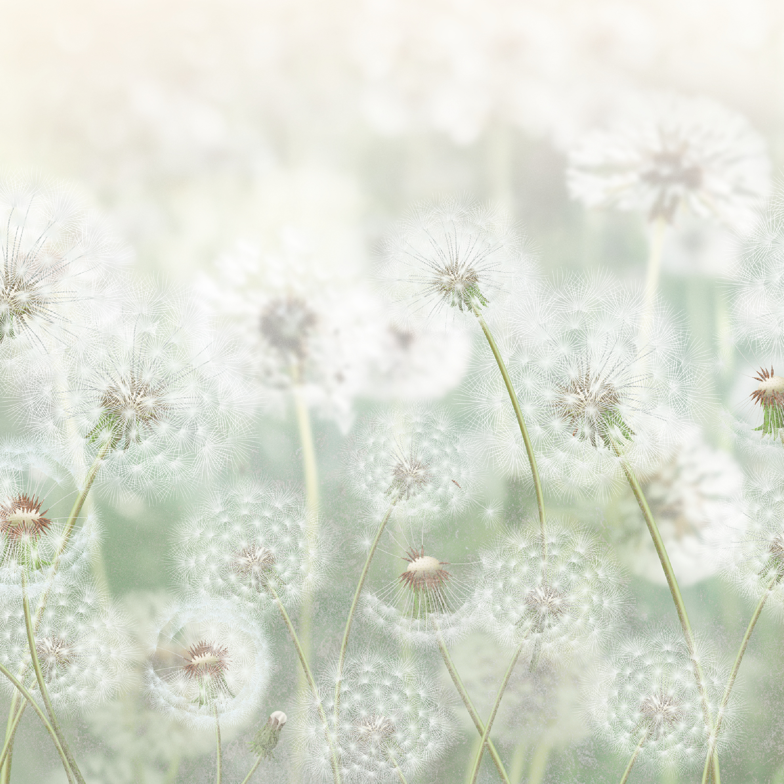 Mural Meadow dmuchawce 300 x 280 cm struktura Art