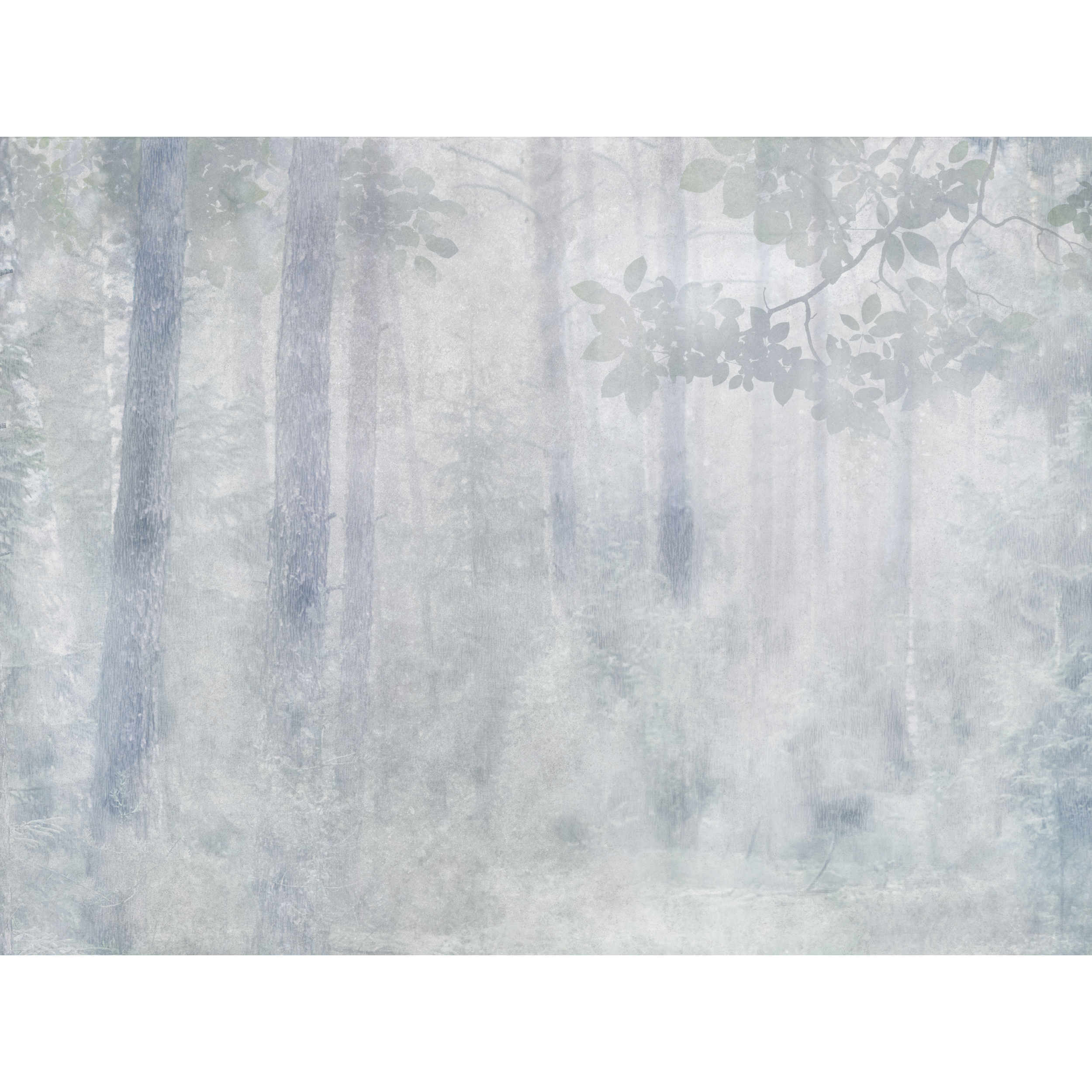 Mural Misty Las 400 x 280 cm struktura Art