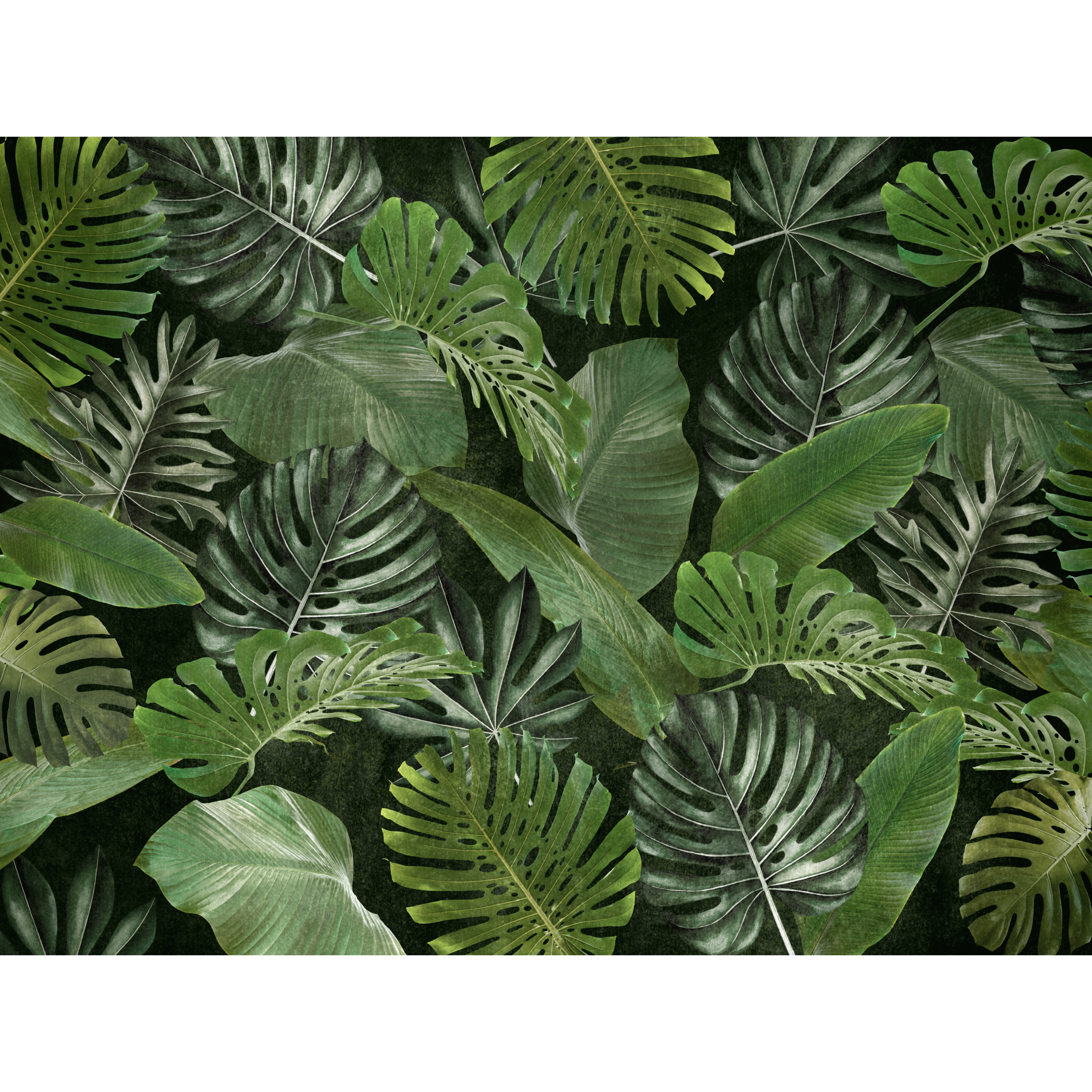 Mural Tropical egzotyczne liście 400 x 280 cm struktura Art