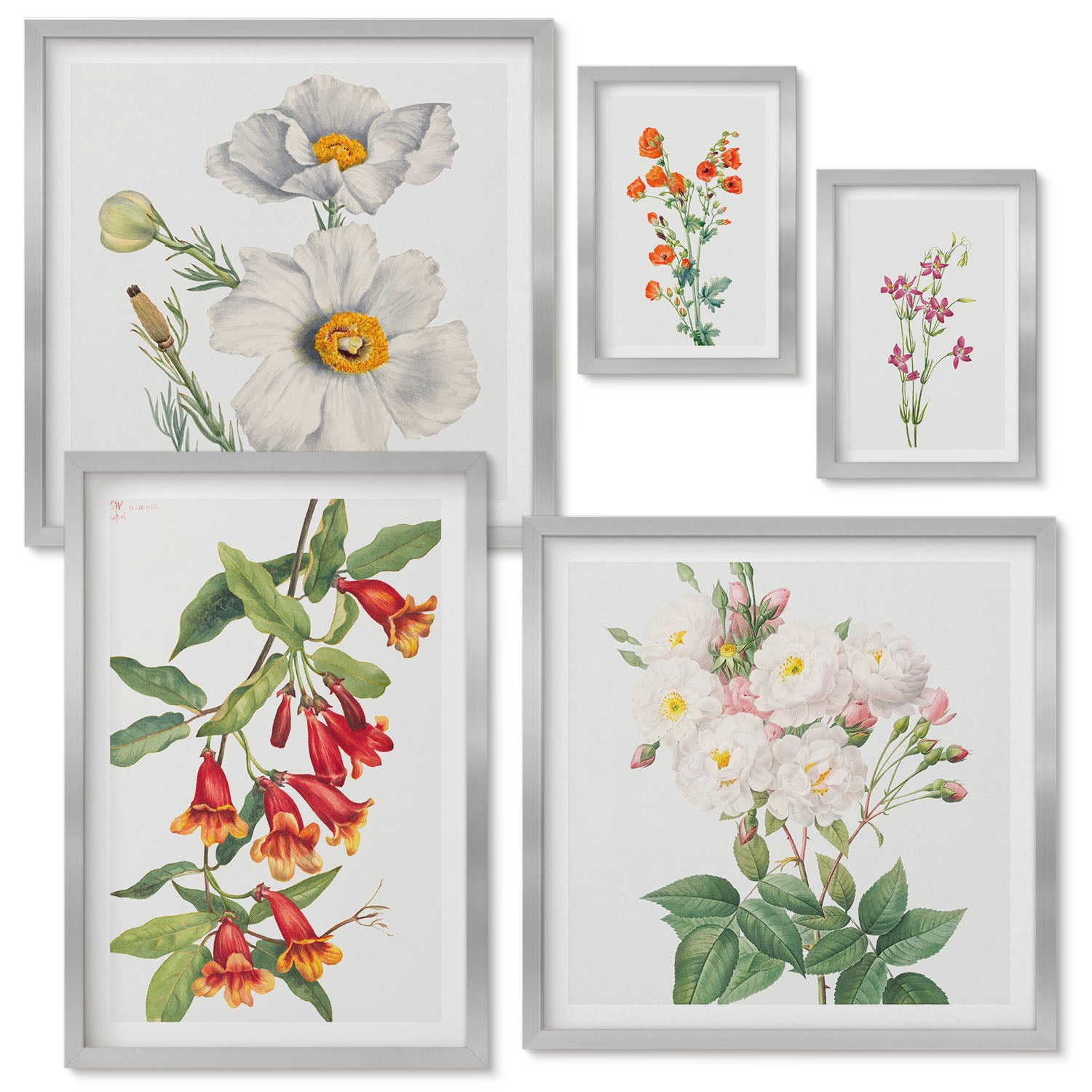 Zestaw obrazów w ramie - 5 części | Kwiatowe ilustracje w stylu botanicznym na białym tle | Srebrna ramka