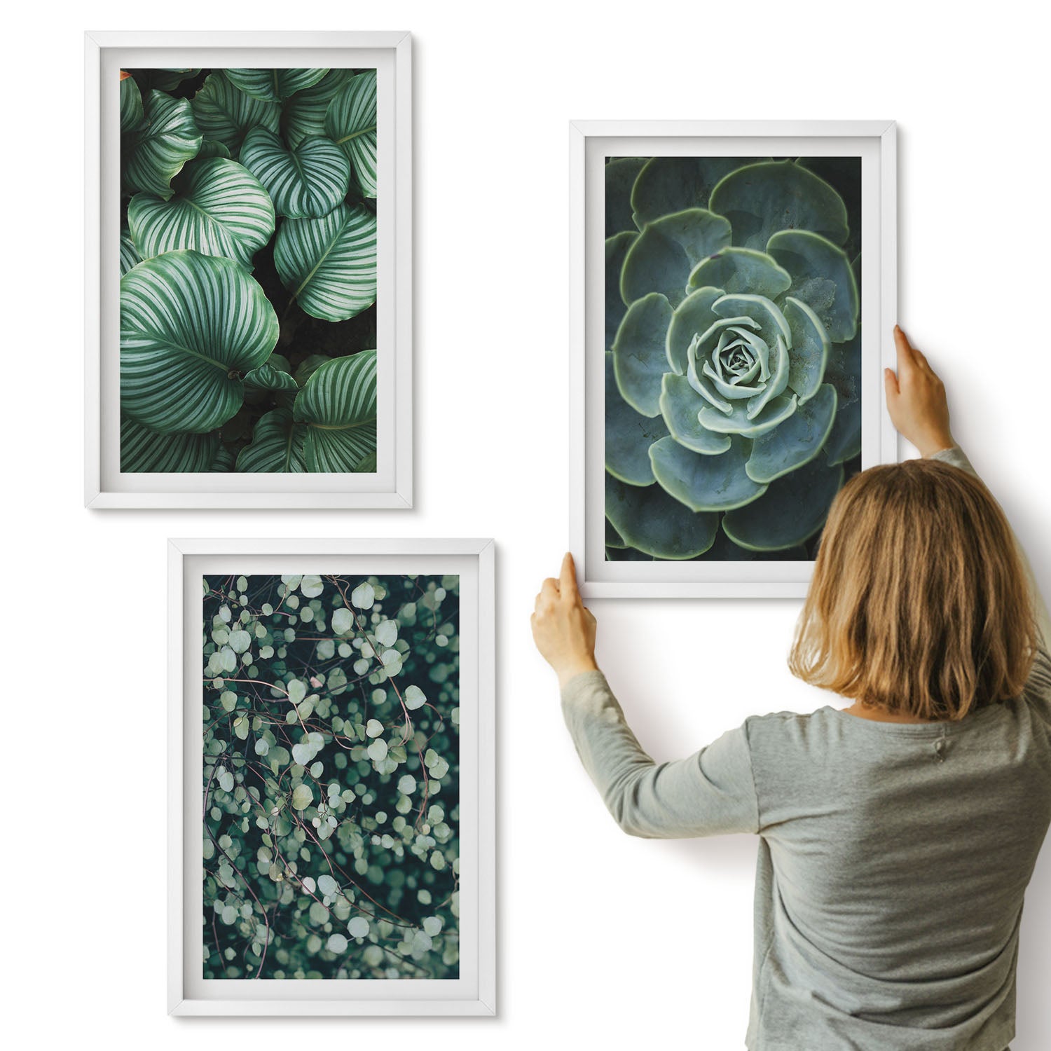 Galeria ścienna 3-częściowy komplet obrazów w białych ramach - Zielonych rośliny liściaste i sukulenty stylowe - ArtPrintCave
