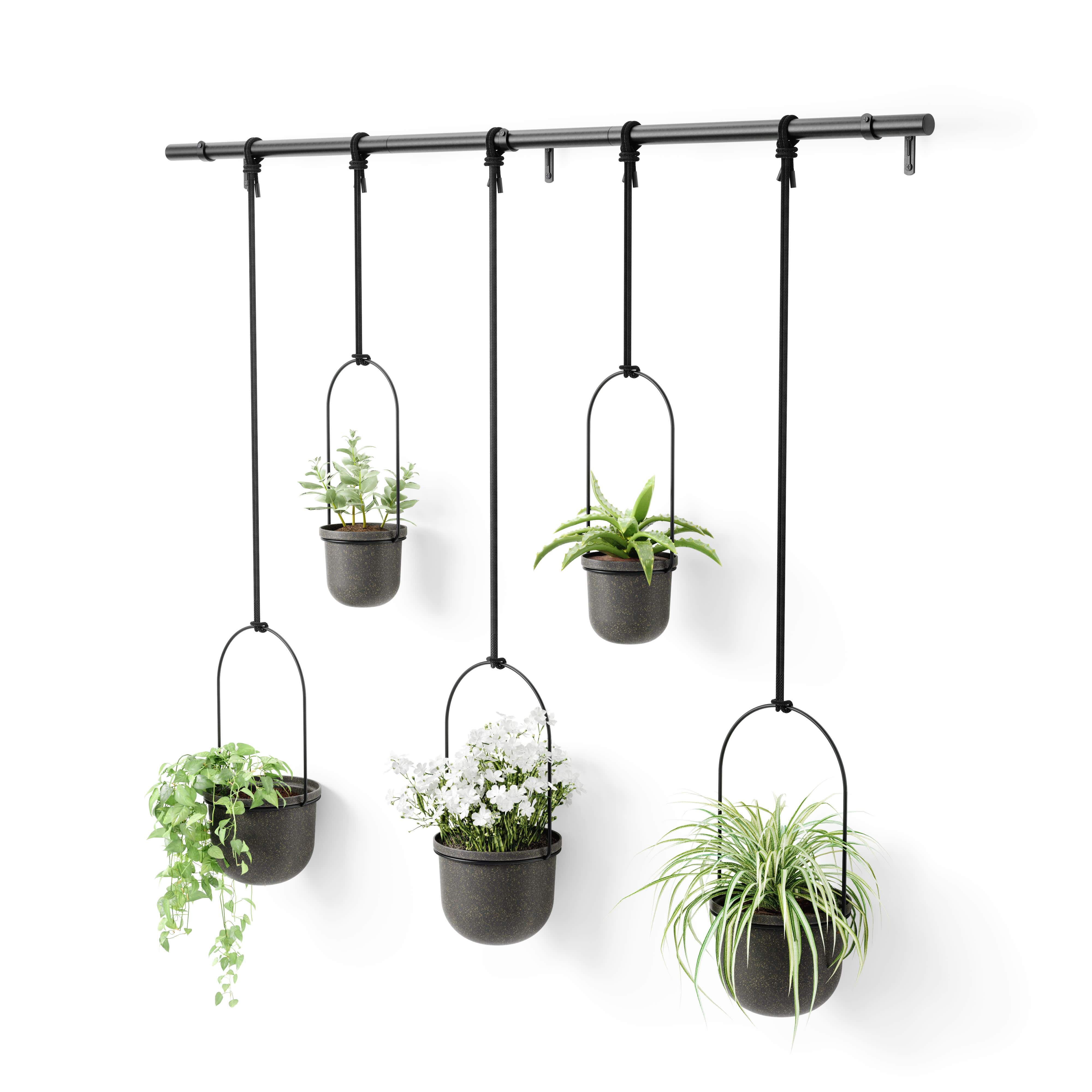 Kwietnik Triflora black 5