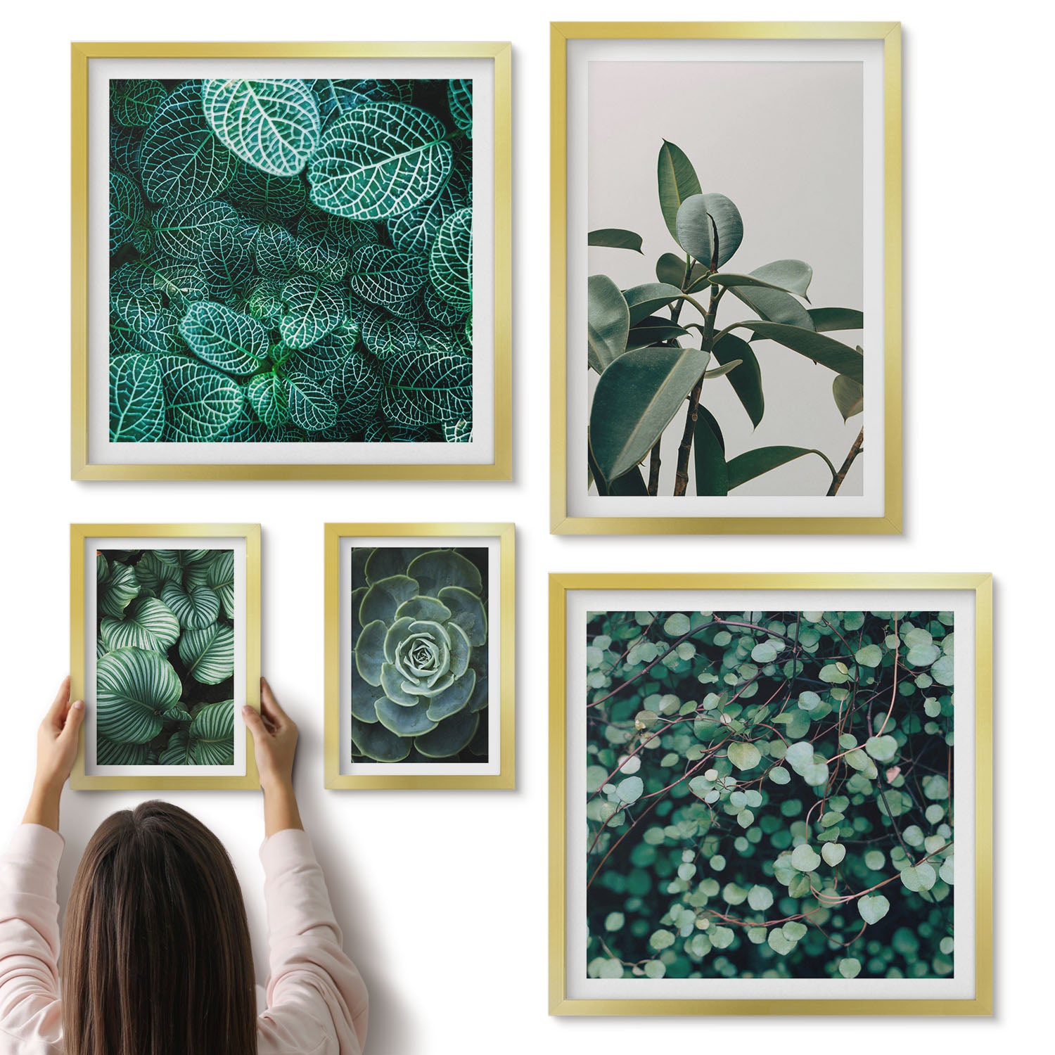 Galeria ścienna 5-częściowy komplet obrazów w złotych ramach - Roślinne motywy z zielonymi liśćmi i sukulentami - ArtPrintCave