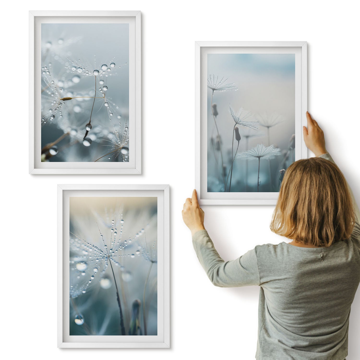 Galeria ścienna 3-częściowy komplet obrazów w białych ramach - Krople rosy na delikatnych dmuchawcach - ArtPrintCave