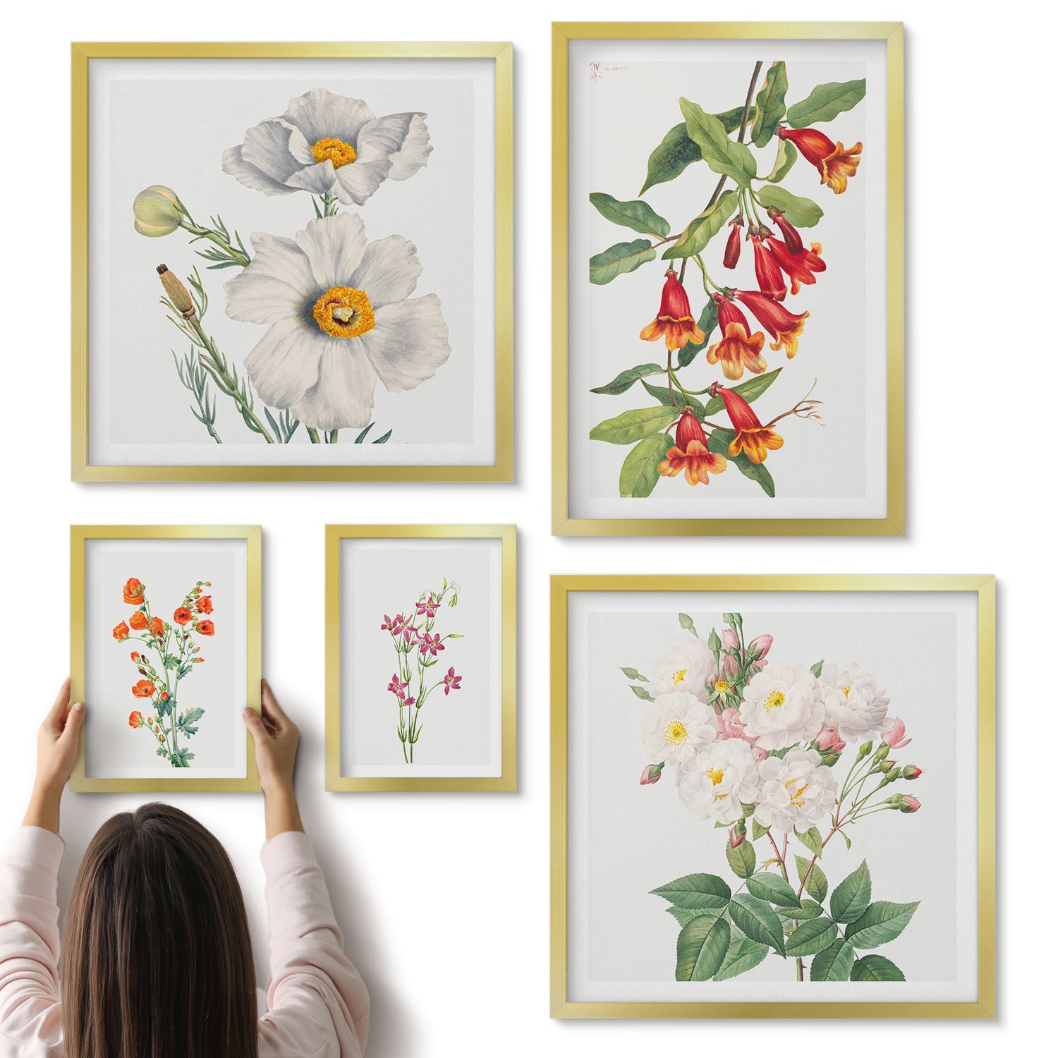 Galeria ścienna 5-częściowy komplet obrazów w złotych ramach - Kwiatowe ilustracje w stylu botanicznym na białym tle - ArtPrintCave