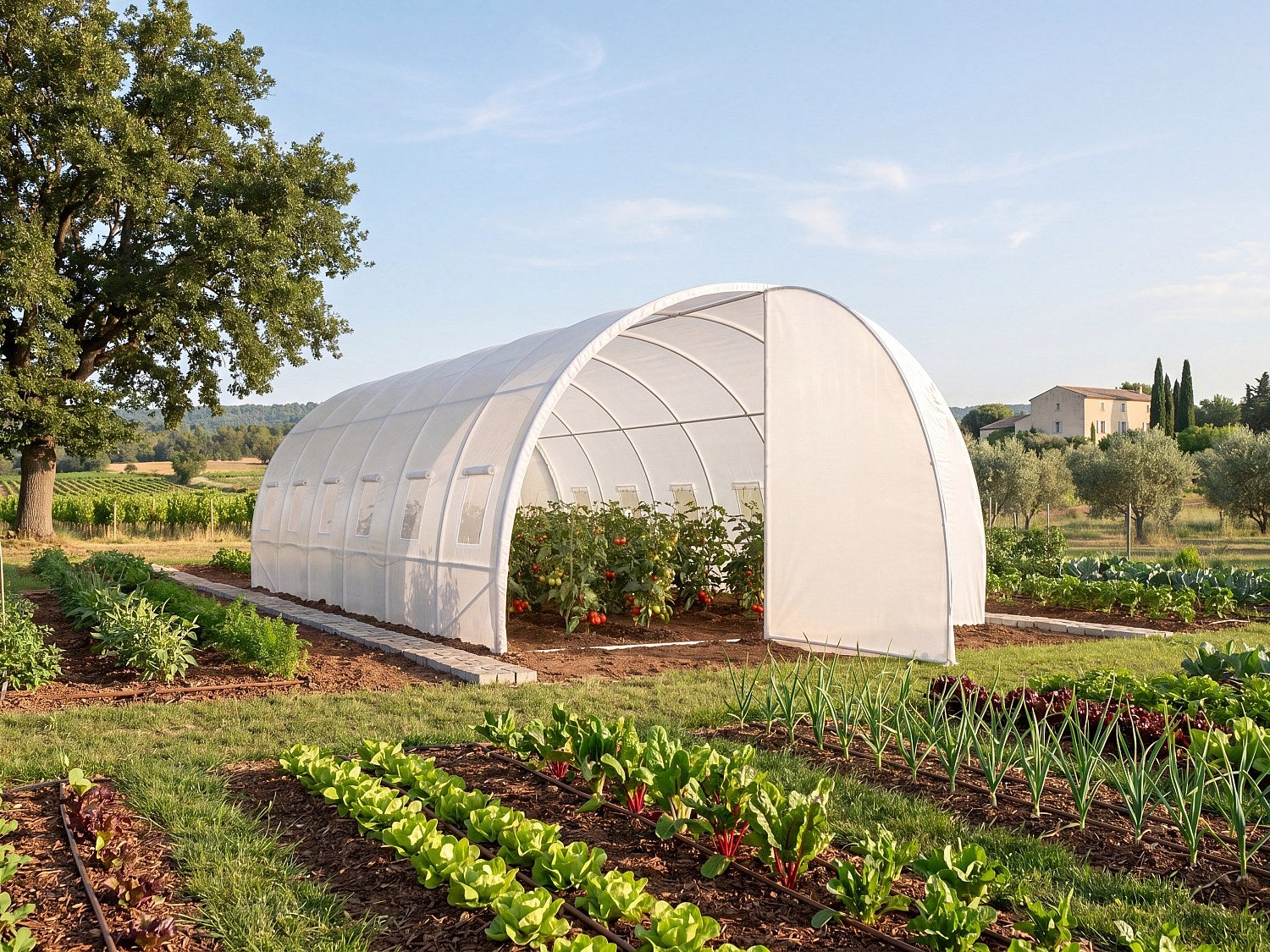 Szklarnia tunelowa ze stalową galwanizowaną konstrukcją i drzwiami 18 m² - Dł.600 x Szer.300 x Wys.200 cm - ALOCASIA