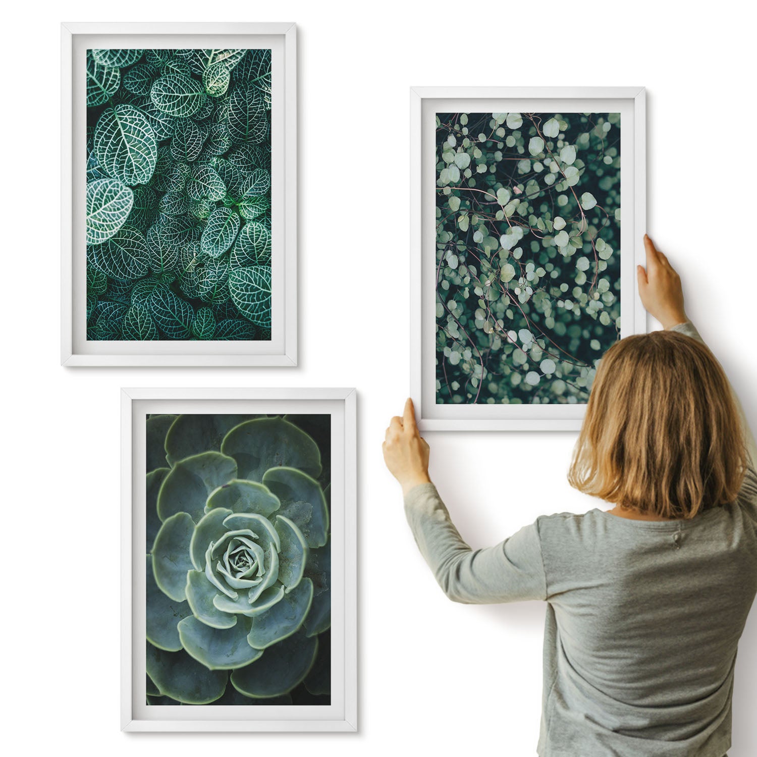 Galeria ścienna 3-częściowy komplet obrazów w białych ramach - Zielone liście roślin sukulentów i delikatnych gałązek - ArtPrintCave