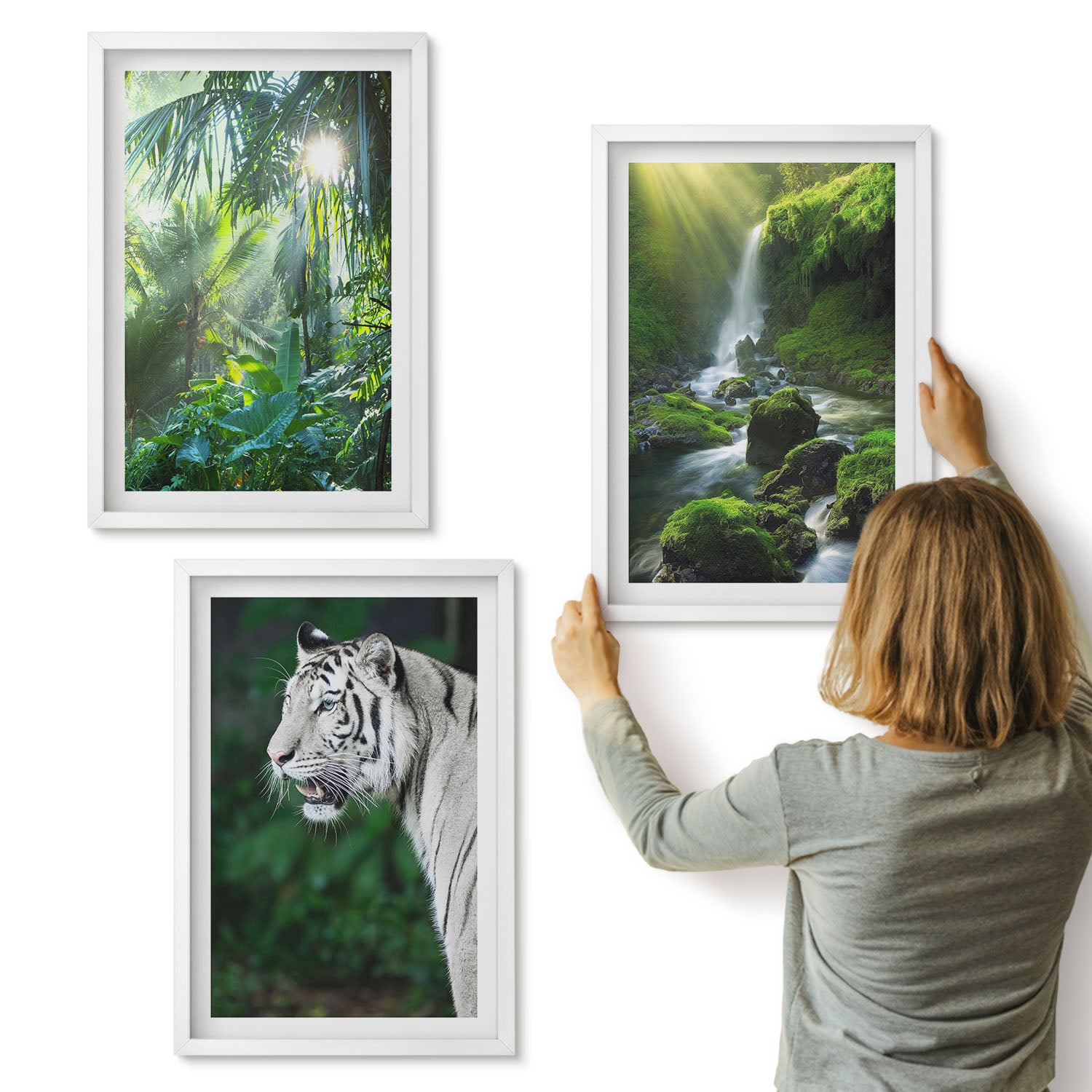 Galeria ścienna 3-częściowy komplet obrazów w białych ramach - Dżungla z białym tygrysem i dzikim wodospadem - ArtPrintCave