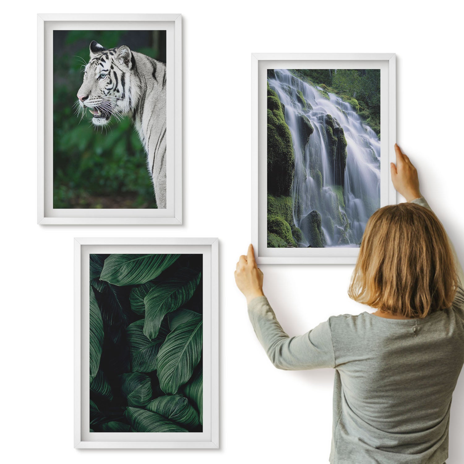 Galeria ścienna 3-częściowy komplet obrazów w białych ramach - Tygrys biały liście i wodospad w naturalnym otoczeniu - ArtPrintCave