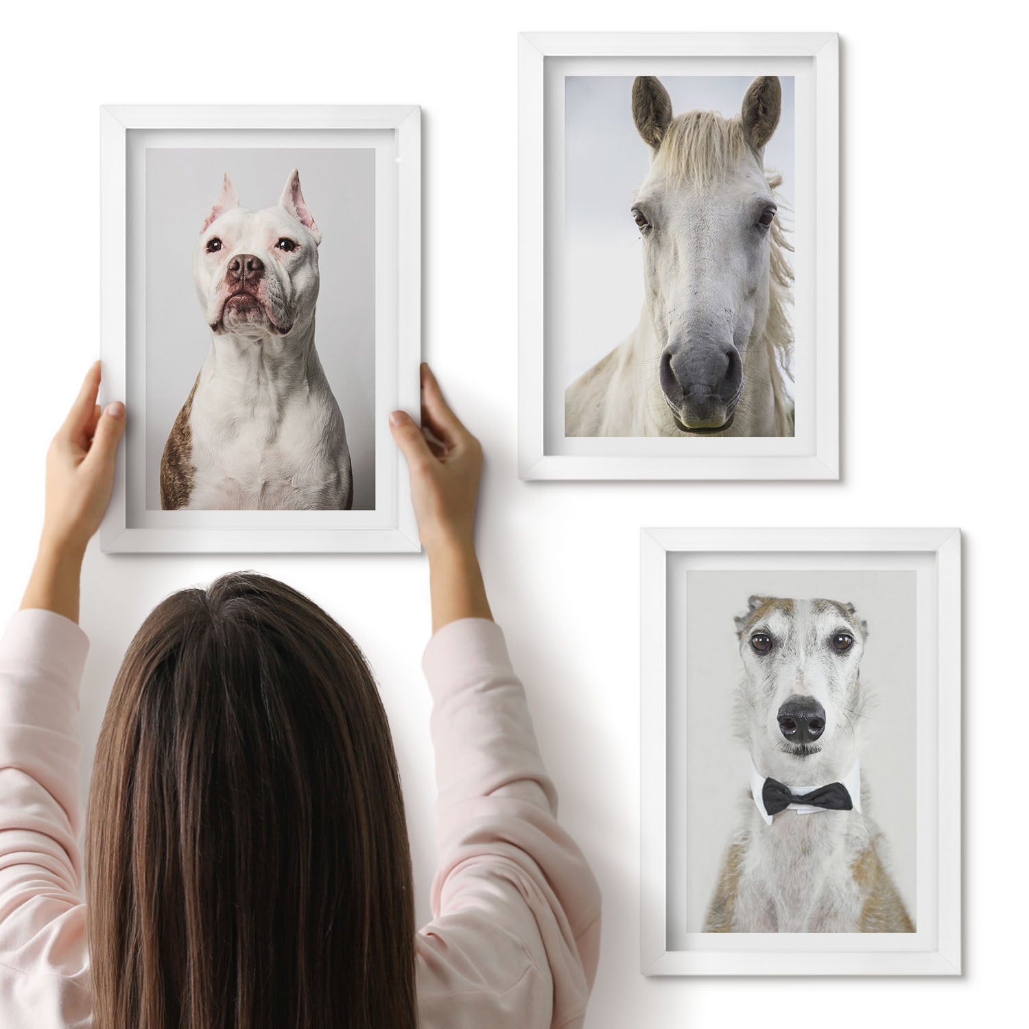 Galeria ścienna 3-częściowy komplet obrazów w białych ramach - Ciekawe portrety psów i konia w eleganckim stylu - ArtPrintCave