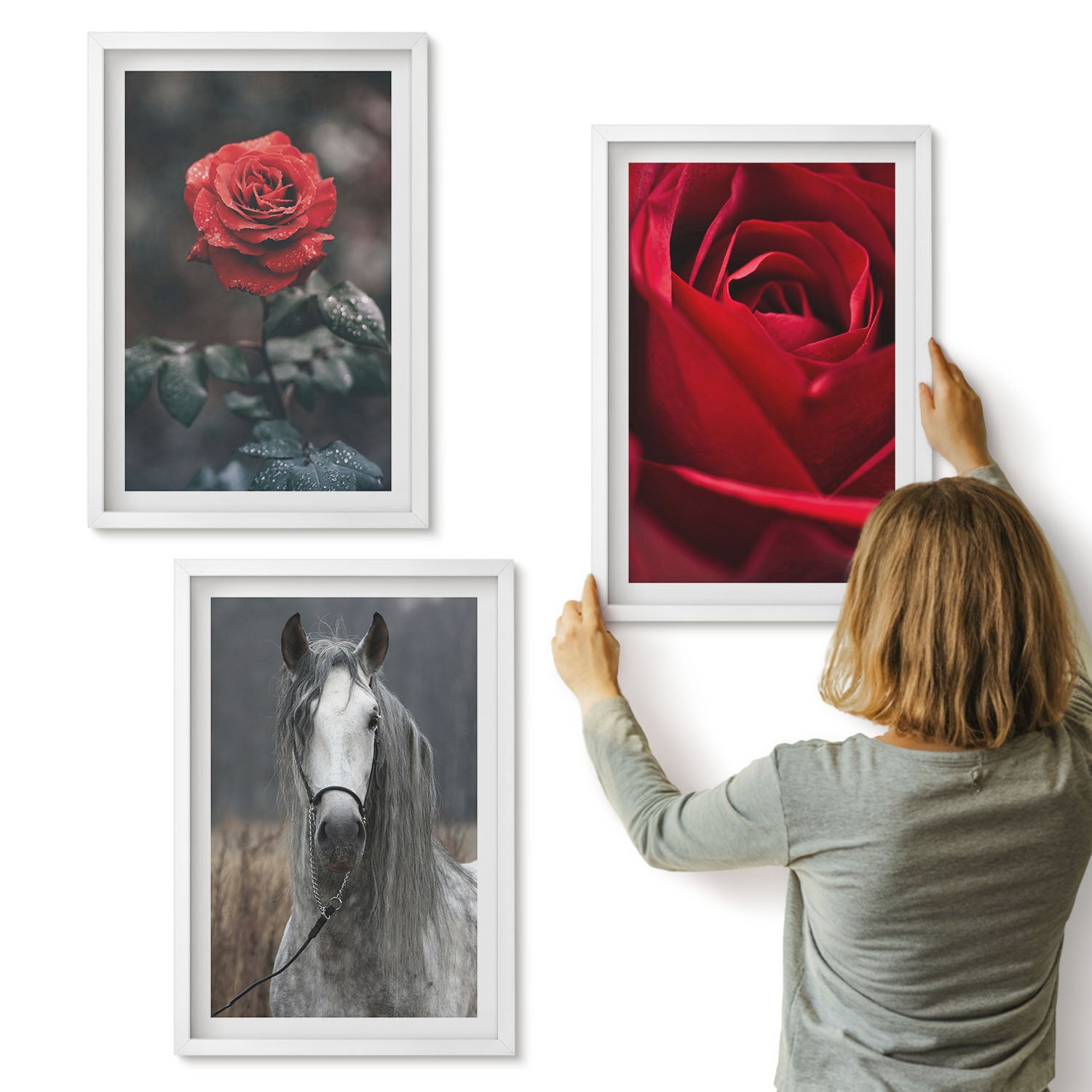 Galeria ścienna 3-częściowy komplet obrazów w białych ramach - Czerwone róże i koń w szarym otoczeniu - ArtPrintCave