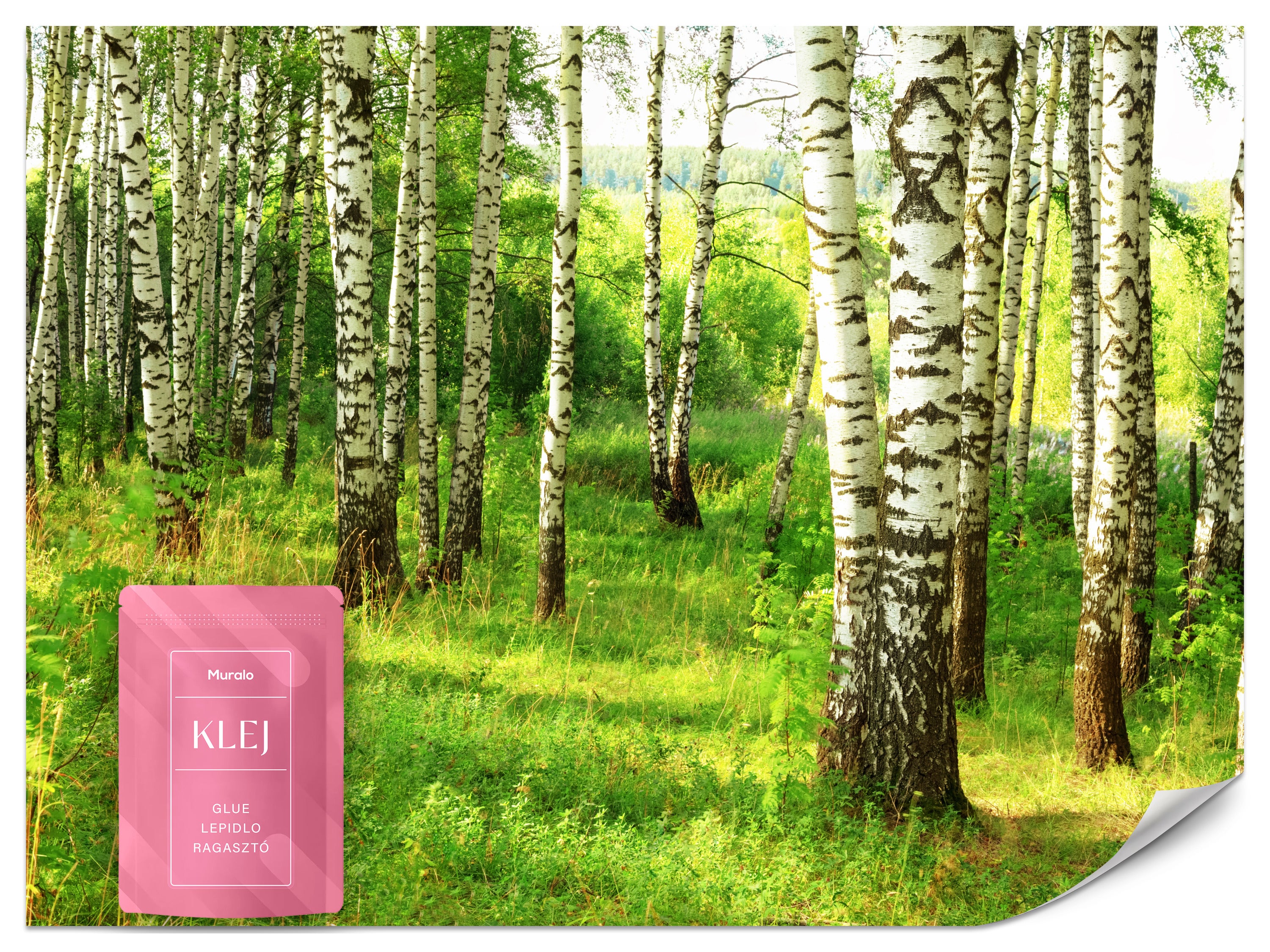 FOTOTAPETA DO SALONU JADALNI LAS BRZOZOWY NATURA PEJZAŻ ROŚLINY 3D 250x175