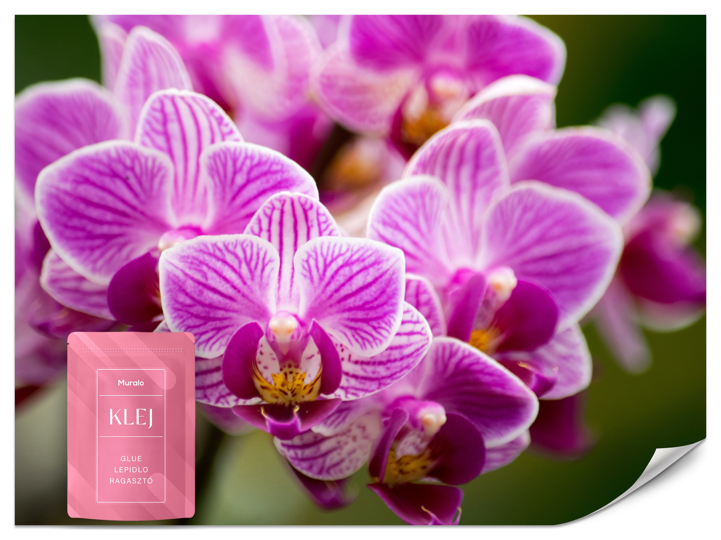 FOTOTAPETA DO SALONU RÓŻOWE STORCZYKI ORCHIDEA KWIATY NATURA 3D 100x70